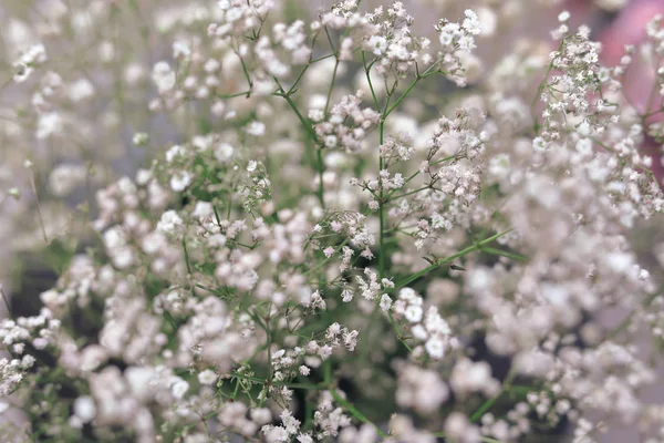 Beautiful white flower blossom bouquet — Stock Photo, Image