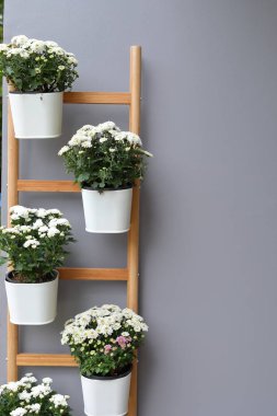 Saksı bitkisindeki beyaz çiçek gri duvara ahşap kriko merdiven süslemesi asıyor.