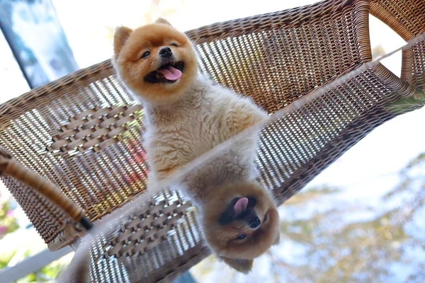 Schattig bruin pomeranian hond dier, pluizig klein huisdier blij glimlach vriendelijk zitten op stoel — Stockfoto