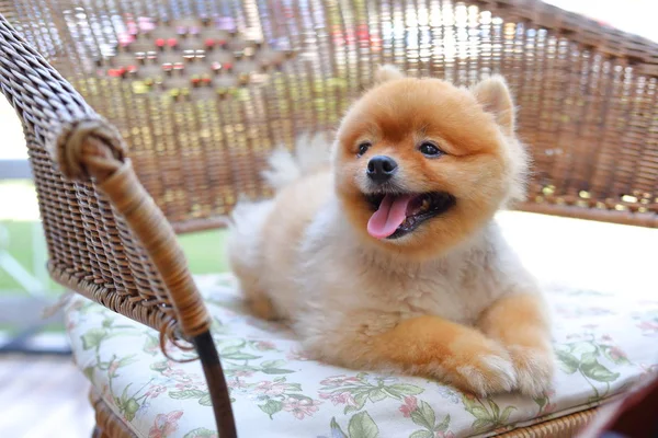 Bonito marrom pomeranian cão animal, fofo pequeno animal de estimação feliz sorriso amigável sentado na cadeira — Fotografia de Stock