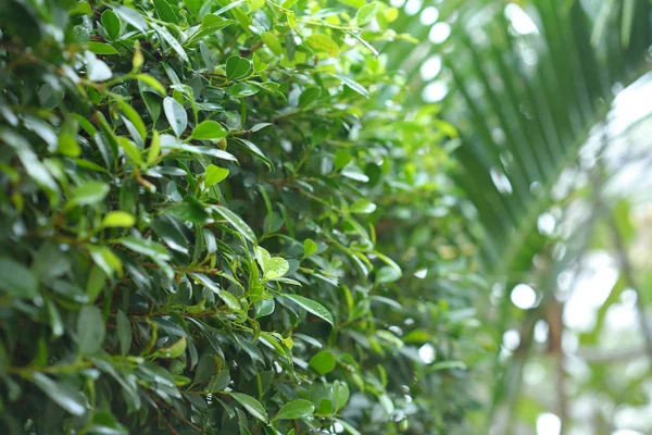 Paisajismo de jardín natural verde con gota de rocío en la hoja, primavera en el día de la mañana — Foto de Stock