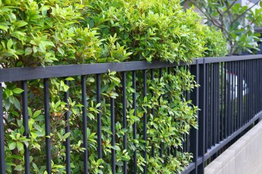 Bahçede doğal olarak büyüyen çalı ağacının yeşil yaprağıyla sınır evinin siyah çelik çiti.