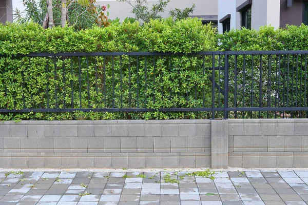 Mur de bloc de béton et trottoir chaussée plancher de rue, clôture en fer noir avec feuille verte d'arbuste poussant dans le jardin naturel — Photo