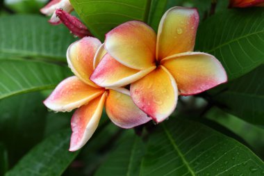 yağmurlu sabah gün yaprakları üzerinde su yağmur damla ile güzel frangipani parfüm çiçek