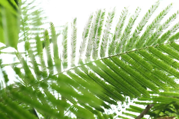 Hojas verdes abstractas en la naturaleza fondo — Foto de Stock