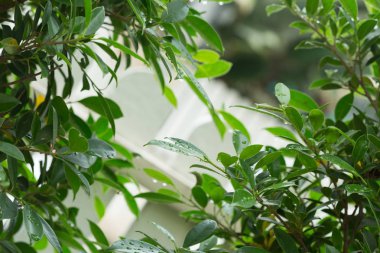 yağmur damla su yaprak yeşil doğa, Soyut Yeşil arka plan üzerinde