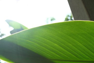 sabah yeşil yaprak doğa