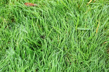 yeşil çim bahçe üzerinde su çiy damla