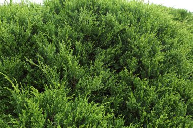 Doğada yeşil çam ağacı