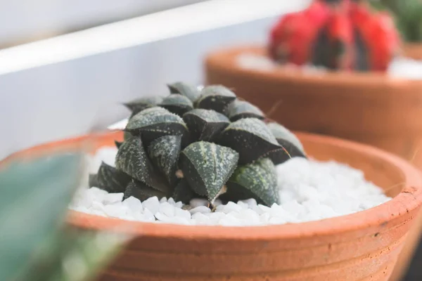 Kleiner Haworthia-Kaktus als Zierpflanze für die Dekoration zu Hause — Stockfoto