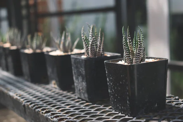 Zebra kecil kaktus tanaman hias untuk dekorasi di rumah — Stok Foto