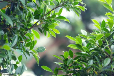 yağmur damla su doğa arka planda yeşil ışık bokeh ile ağaç yaprak üzerinde