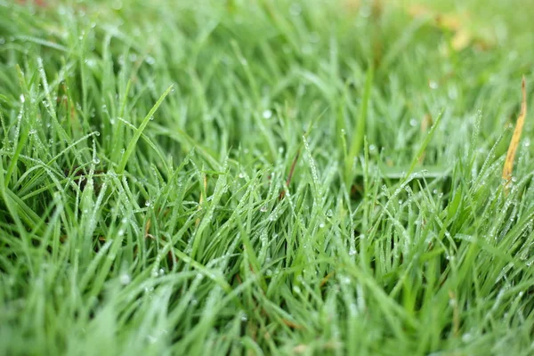 Water dew drop on green grass garden — Stock Photo, Image