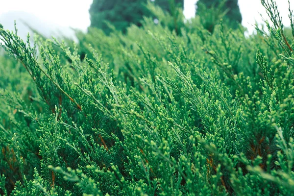 Grönt tallar i naturen — Stockfoto