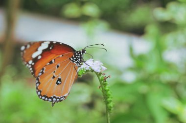 Güzel turuncu kelebek çiçek açmış sabah