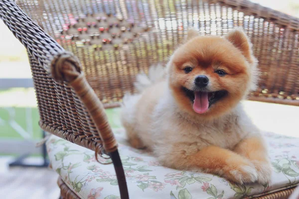 Lindo perro pomerania marrón animal, pequeña mascota esponjosa sonrisa feliz agradable sentado en la silla —  Fotos de Stock
