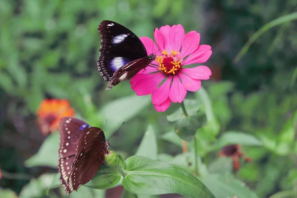 Красивая черная бабочка на розовом цветке утром — стоковое фото