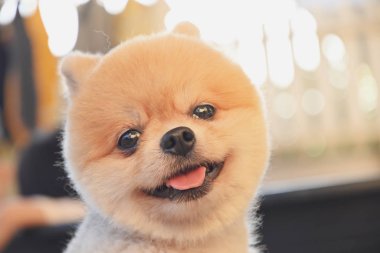 Pomeranian köpeği şirin evcil hayvan Sabahları gülümsüyor