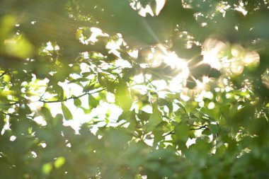 Güneşin güzel ışığı sabah yeşil ağaçların arasından parlıyor.