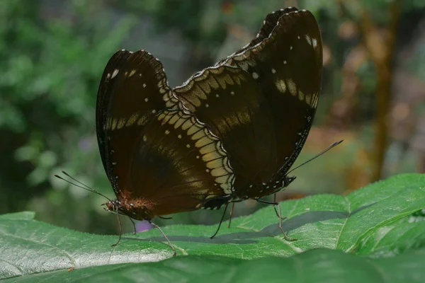Bela borboleta dois no jardim verde — Fotografia de Stock