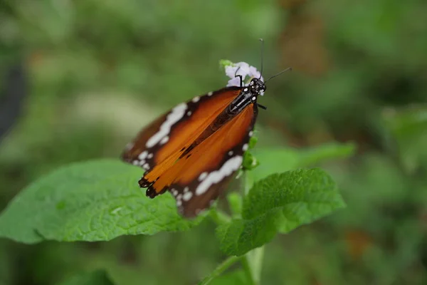 Piękny motyl w kwiatowy ogród — Zdjęcie stockowe