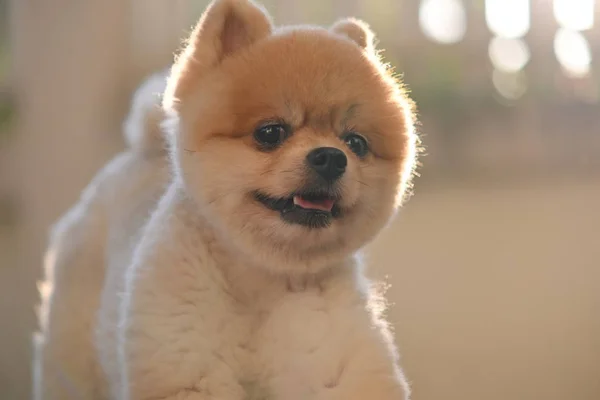 Perro pomerania linda mascota feliz sonriendo en la mañana —  Fotos de Stock