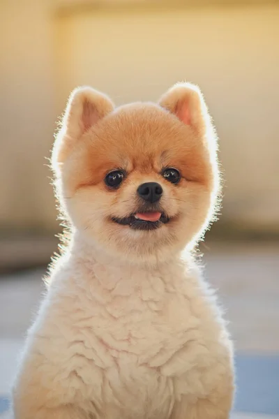 Pomeranian cão bonito animal de estimação feliz sorrindo pela manhã — Fotografia de Stock