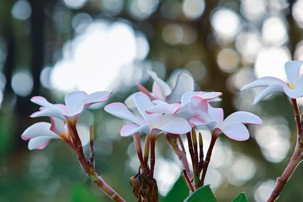 Plumeria frangipani branco flor tropical no dia da manhã — Fotografia de Stock