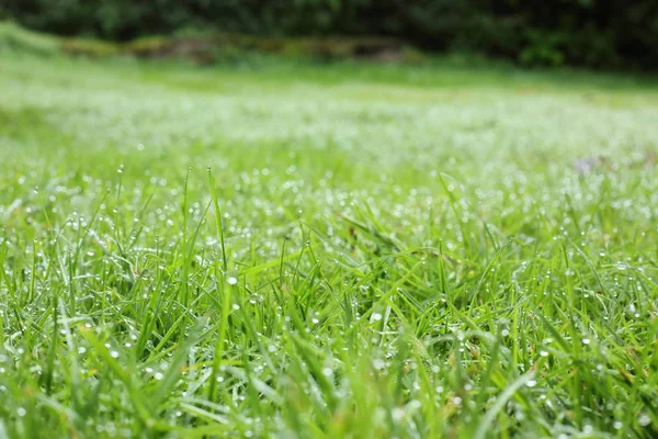Goccia di rugiada sull'erba verde giardino — Foto Stock