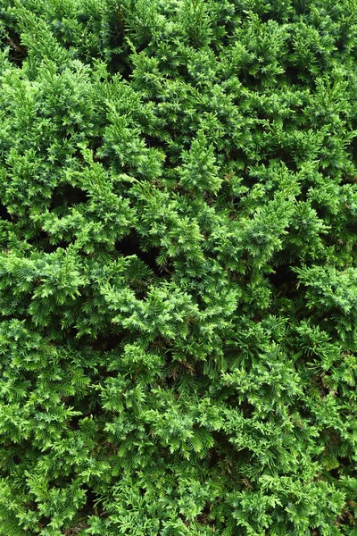 Pinheiros verdes na natureza — Fotografia de Stock