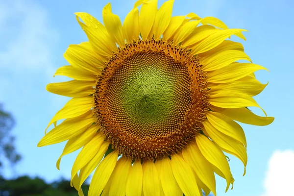 Hermosa flor de girasol floreciendo en el día de la mañana de primavera — Foto de Stock