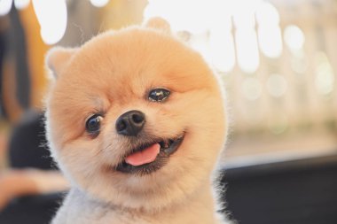 Pomeranian köpeği şirin evcil hayvan Sabahları gülümsüyor