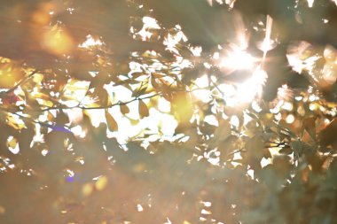 Güneşin güzel ışığı sabah yeşil ağaçların arasından parlıyor.