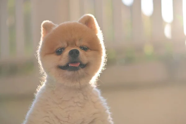 Cane pomerania carino animale domestico felice sorridente al mattino — Foto Stock