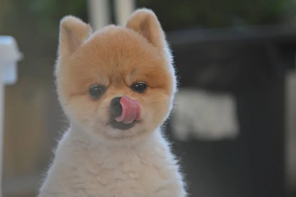 Pomeranian cão bonito animal de estimação feliz sorrindo pela manhã — Fotografia de Stock