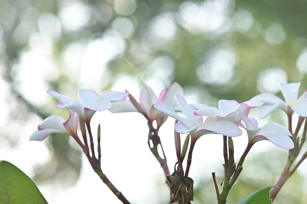 Plumeria frangipani branco flor tropical no dia da manhã — Fotografia de Stock