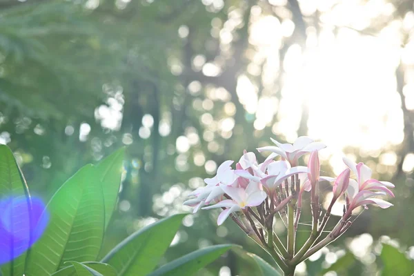 Blanco frangipani plumeria flor tropical en el día de la mañana —  Fotos de Stock