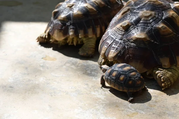 Vahşi yaşamın uzun ömürlü kaplumbağa hayvanı — Stok fotoğraf