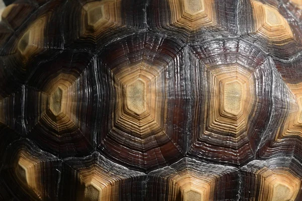 Vzor tvrdé želví skořápky, detailní záběr želví zvěře — Stock fotografie