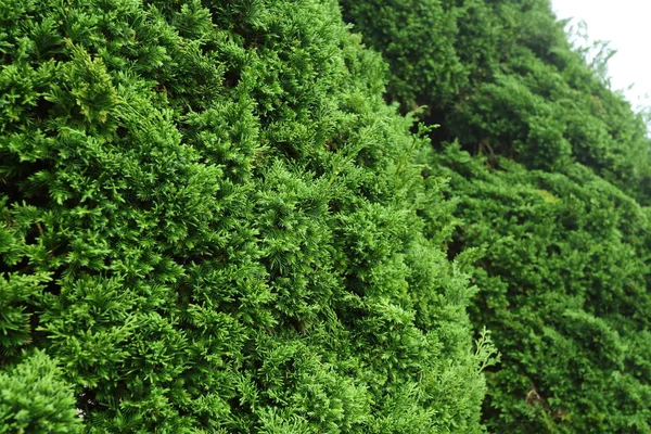 Zöld fenyő a természetben — Stock Fotó
