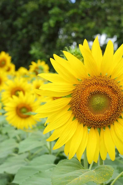 Beautiful spring flower, sunflower blossom blooming in garden — Stock Photo, Image