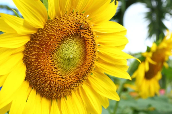 Little bee feeding pollen on sunflower — Stock Photo, Image