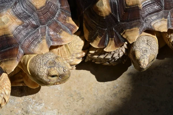 Vahşi yaşamın uzun ömürlü kaplumbağa hayvanı — Stok fotoğraf