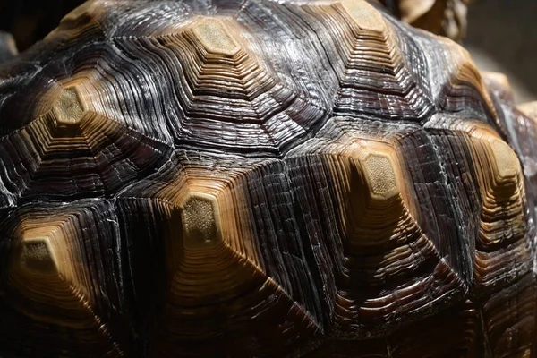 Sert kaplumbağa kabuğunun deseni, kaplumbağa hayvanının yakın plan görüntüsü. — Stok fotoğraf