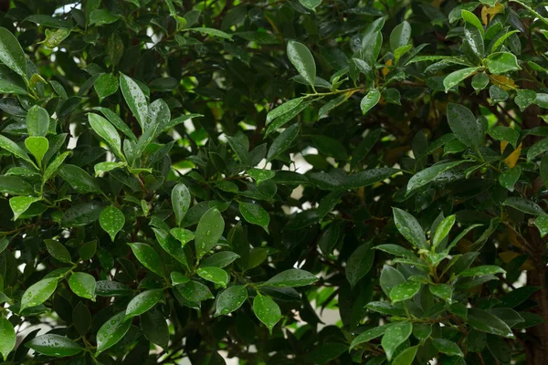 Dauw waterdruppel op groene blad natuur — Stockfoto