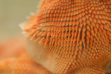 close-up pattern skin, reptil animal of small exotic pet