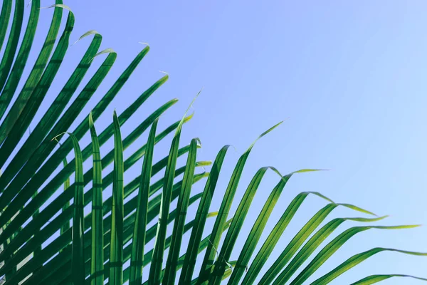 Hoja verde sobre árbol tropical, verano en fondo natural —  Fotos de Stock