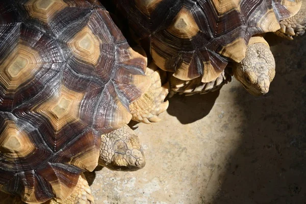 Langlebiges Schildkrötentier in freier Wildbahn — Stockfoto