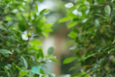 Yeşil Doğa arka planda yeşil bokeh bulanıklık