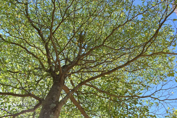 Ramas de hojas verdes de gran árbol en la naturaleza — Foto de Stock